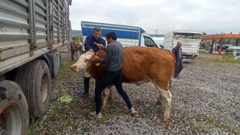 Tokat’ta Süt Sığırcılığı Güçleniyor: Çiftçiye 160 Damızlık Müjdesi