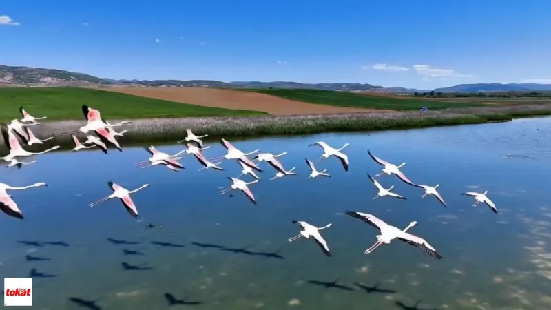 Tokat'ta Kuş Cenneti: Uyuz Gölü Jandarma Korumasında!