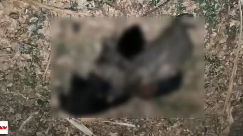 Tokat'ta Köpek Katliamı! Yavrular İple Boğularak Öldürüldü!