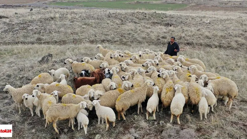 Tokat'ta Yabancı Çoban Dönemi! İşte Çalışma İzni Şartları