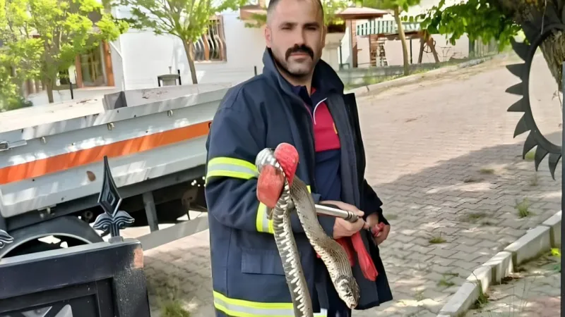 Tokat'ta Yılan Paniği Böyle Görüntülendi!
