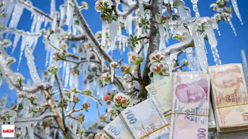 Tokat'taki Zirai Don Mağdurlarına Devlet Desteği: Ürün Bazında Ödeme Listesi Açıklandı