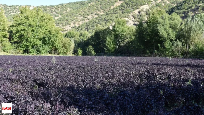 Toprağın Mor Altını Kilosu 1500 TL Eken Biçen Servet Sahibi Oluyor Altın Gümüş Yanına Yaklaşamıyor