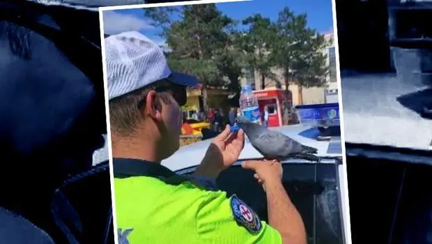 Erzincan'da Trafik Polisinin Güvercin Sevgisi! O Anlar Kamerada