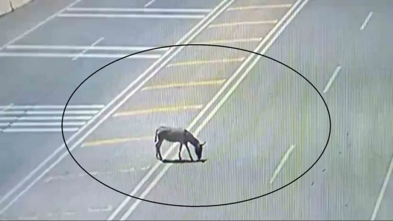 Trafikte Eşek ve Deve Kuşu Sürprizi!İlginç Anlar Kamerada