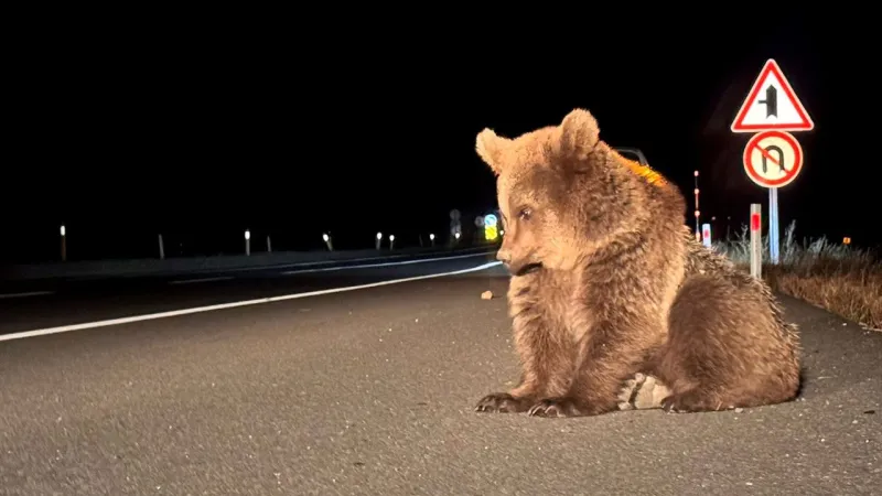 Türkiye'nin Gündemi Oldu 85 Milyon Aynı Şeyi Konuşuyor Bu Yavru Ayıyı Kim Üzdü?