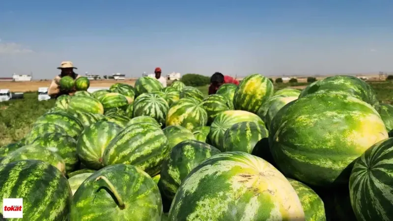 Adana Karpuzu: İlk Hasat! Kilosu 7 TL'den Kapış Kapış Gidiyor