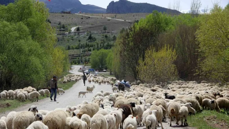 Göçerler Şehre Dönüyor! Yayla Hayatı Sona Erdi mi?