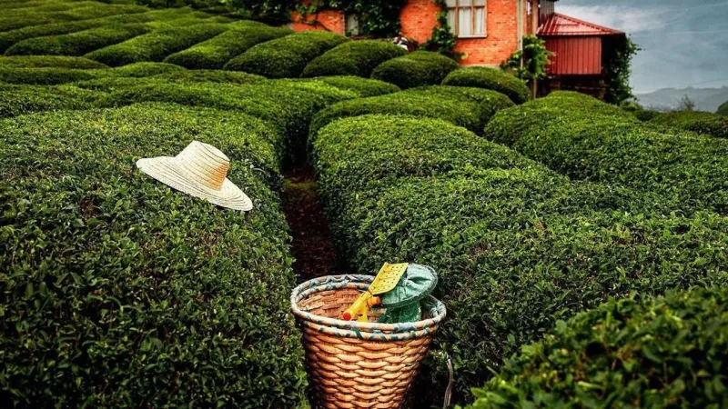 Saklı Vaha: Çeçeva Köyü! Ege'de Değil, Nerede?