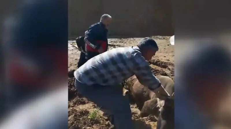 Yüksekova'da bataklığa saplanan ineği itfaiye ekipleri kurtardı