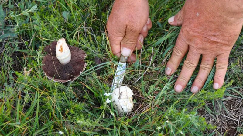Erzincan'da Et Yerine Bedava Protein Kaynağı: Evlek Mantarı!